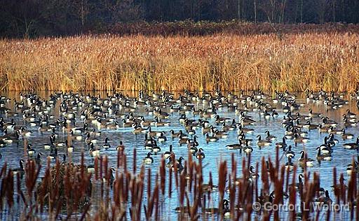 Countless Geese_10428.jpg - Canada Goose (Branta canadensis)Photographed at Richmond, Ontario, Canada.